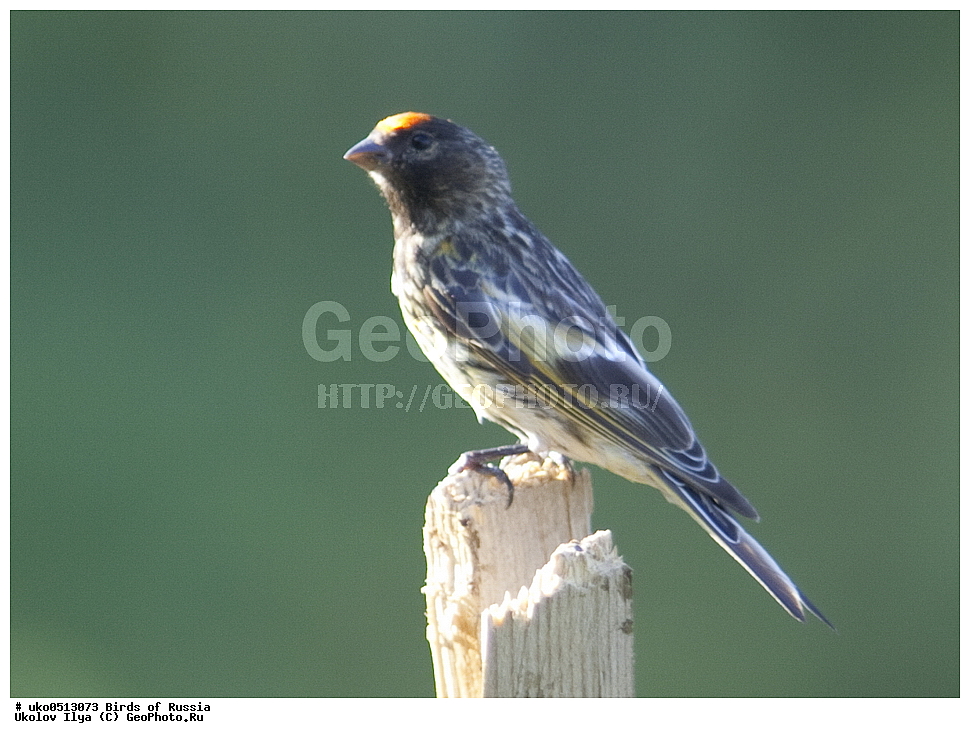 ������, ��������, ��������, �����, �����, ��������, �����������, XYZ, ���������, Fringillidae, �������������� ������, ����������� ������, ����������� ������, Serinus pusillus, ����������� ����� ������