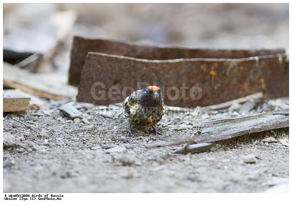 ������, ��������, ��������, �����, �����, ��������, �����������, XYZ, ���������, Fringillidae, �������������� ������, ����������� ������, ����������� ������, Serinus pusillus, ����������� ����� ������