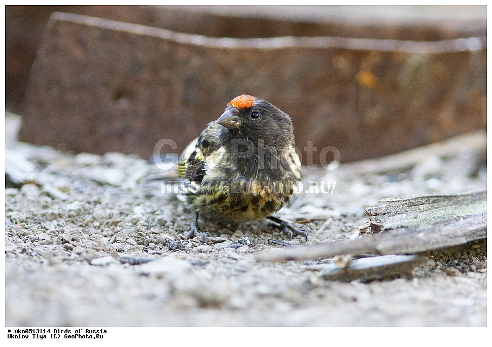 ������, ��������, ��������, �����, �����, ��������, �����������, XYZ, ���������, Fringillidae, �������������� ������, ����������� ������, ����������� ������, Serinus pusillus, ����������� ����� ������