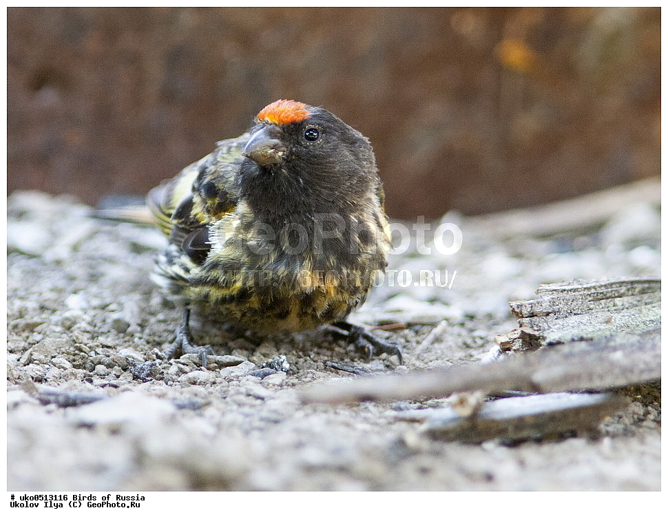 ������, ��������, ��������, �����, �����, ��������, �����������, XYZ, ���������, Fringillidae, �������������� ������, ����������� ������, ����������� ������, Serinus pusillus, ����������� ����� ������