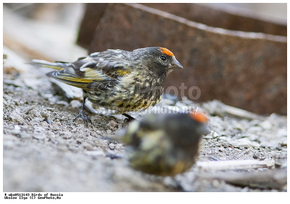 ������, ��������, ��������, �����, �����, ��������, �����������, XYZ, ���������, Fringillidae, �������������� ������, ����������� ������, ����������� ������, Serinus pusillus, ����������� ����� ������