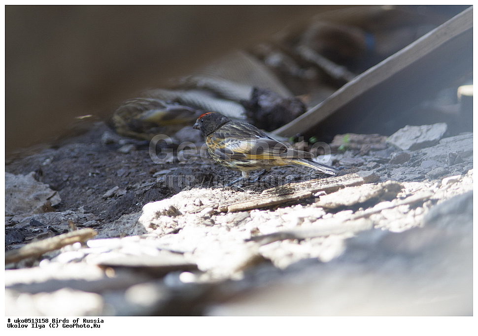 ������, ��������, ��������, �����, �����, ��������, �����������, XYZ, ���������, Fringillidae, �������������� ������, ����������� ������, ����������� ������, Serinus pusillus, ����������� ����� ������