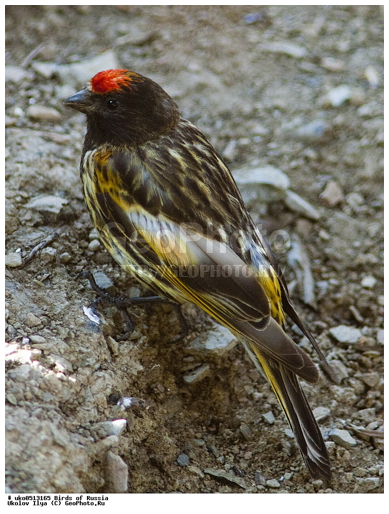 ������, ��������, ��������, �����, �����, ��������, �����������, XYZ, ���������, Fringillidae, �������������� ������, ����������� ������, ����������� ������, Serinus pusillus, ����������� ����� ������