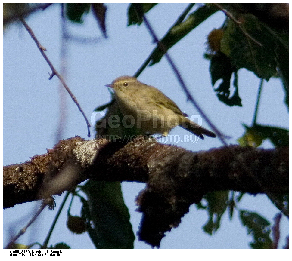 �����������, ���������� �������, ����������� ����� ������, ������, ��������, ��������, �����, �����, ��������, �����������, XYZ, ���������, Sylviidae, ����������, Phylloscopidae, �������-���������, ���������, �������-��������, Phylloscopus collybita