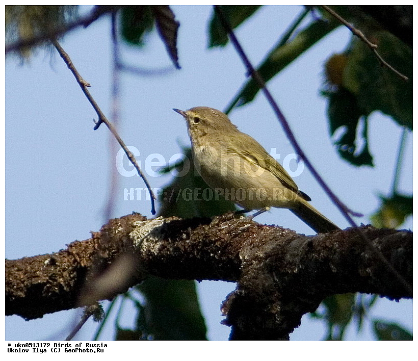 �����������, ���������� �������, ����������� ����� ������, ������, ��������, ��������, �����, �����, ��������, �����������, XYZ, ���������, Sylviidae, ����������, Phylloscopidae, �������-���������, ���������, �������-��������, Phylloscopus collybita
