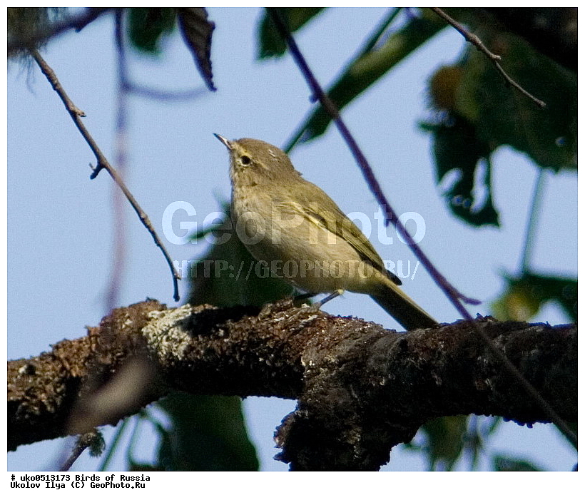 �����������, ���������� �������, ����������� ����� ������, ������, ��������, ��������, �����, �����, ��������, �����������, XYZ, ���������, Sylviidae, ����������, Phylloscopidae, �������-���������, ���������, �������-��������, Phylloscopus collybita
