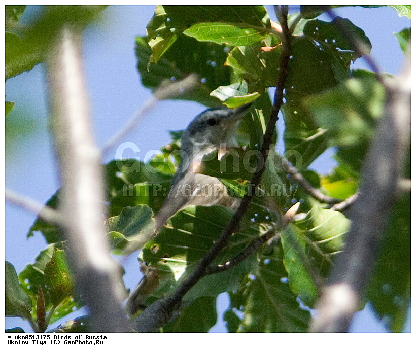 ����������� ����� ������, ������, ��������, ��������, �����, �����, ��������, �����������, XYZ, �����������, Sittidae, ������������ ���������, ���������� ���������, Sitta krueperi