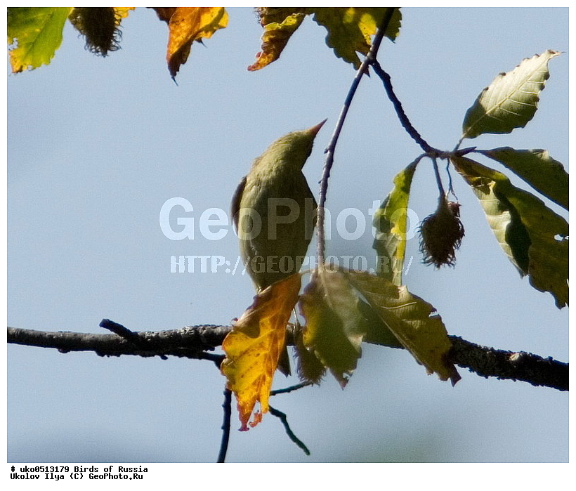 �����������, ���������� �������, ����������� ����� ������, ������, ��������, ��������, �����, �����, ��������, �����������, XYZ, ���������, Sylviidae, ����������, Phylloscopidae, �������-���������, ���������, �������-��������, Phylloscopus collybita