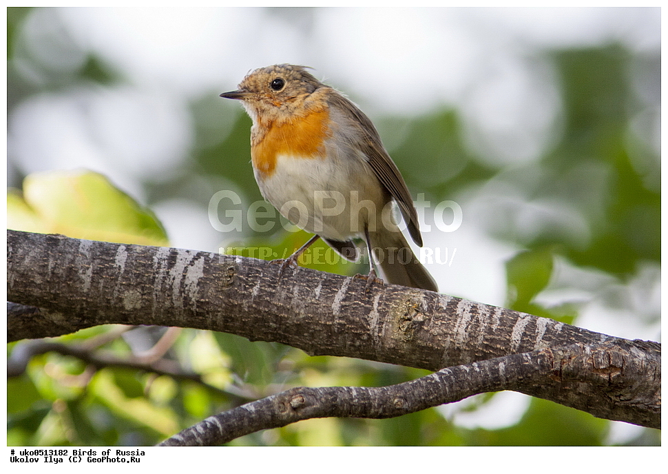 �����������, ���������� �������, ����������� ����� ������, ������, ��������, ��������, �����, �����, ��������, �����������, XYZ, ������������, Muscicapidae, �������, Erithacus rubecula
