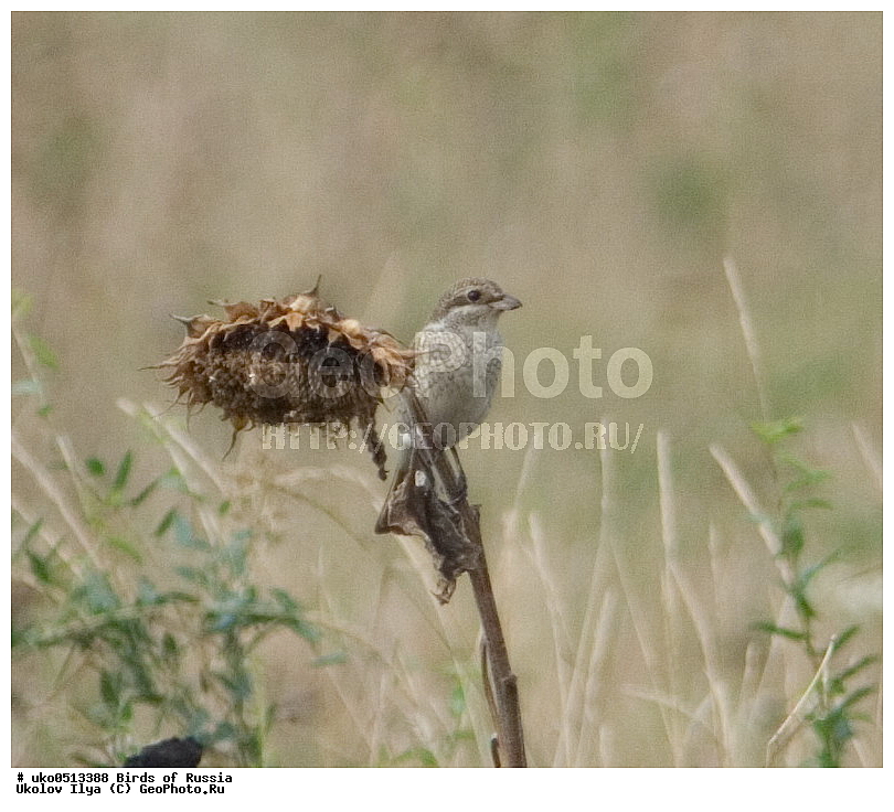 �����������, ���������� �������, ����������� ����� ������, ������, ��������, ��������, �����, �����, ��������, �����������, XYZ, �������������, Laniidae, ������������ �����, ���������-�����, ����������� �����, Lanius collurio