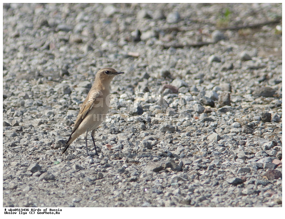 �����������, ���������� �������, ����������� ����� ������, ������, ��������, ��������, �����, �����, ��������, �����������, XYZ, ������������, Muscicapidae, ������������ �������, �������, Oenanthe oenanthe