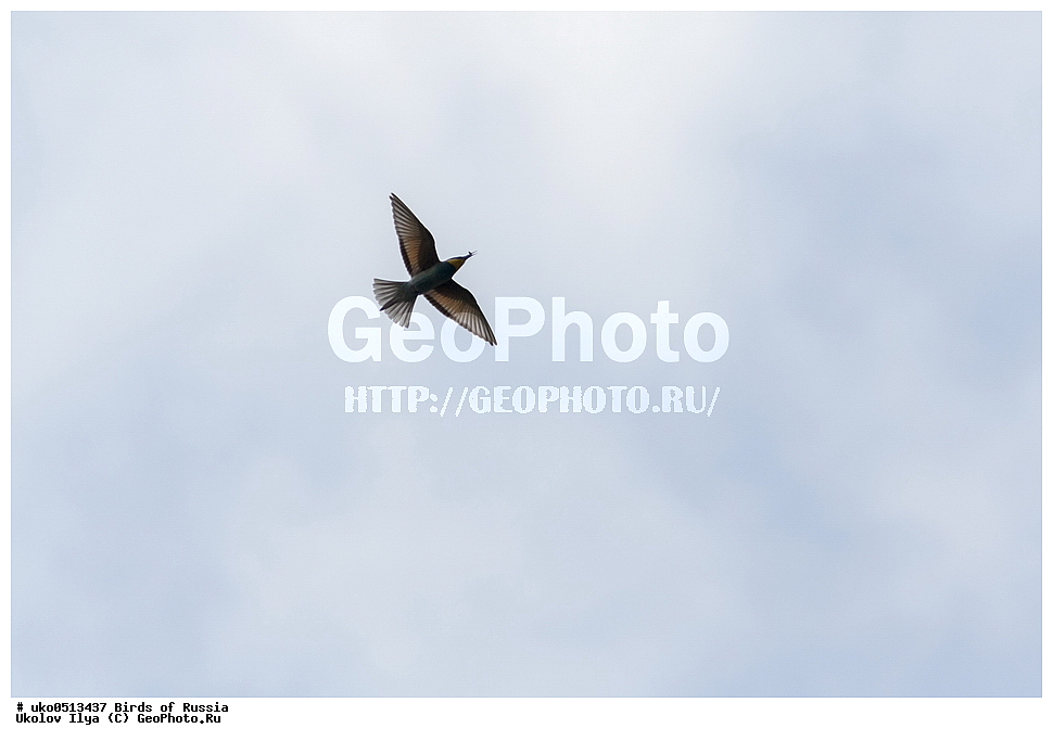 �����������, ���������� �������, ����������� ����� ������, ������, ��������, ��������, �����, �����, ��������, �����������, XYZ, ��������, Meropidae, ���������� �����, ���������, Merops apiaster