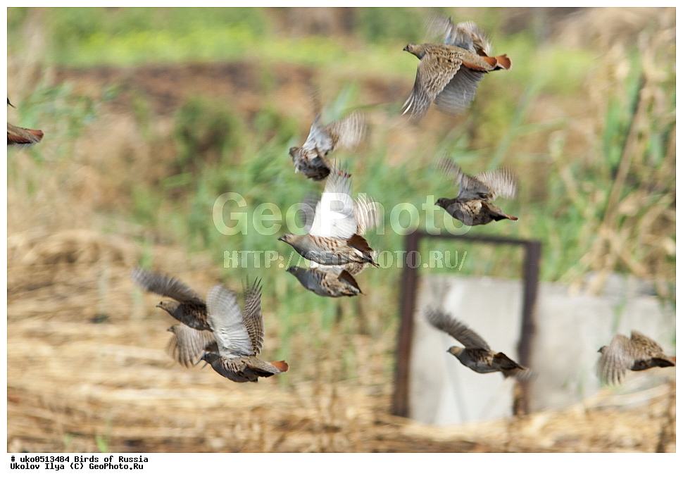 �����������, ���������� �������, ����������� ����� ������, ������, ��������, ��������, �����, �����, ��������, �����������, XYZ, ���������, Phasianidae, ����� ���������, Perdix perdix