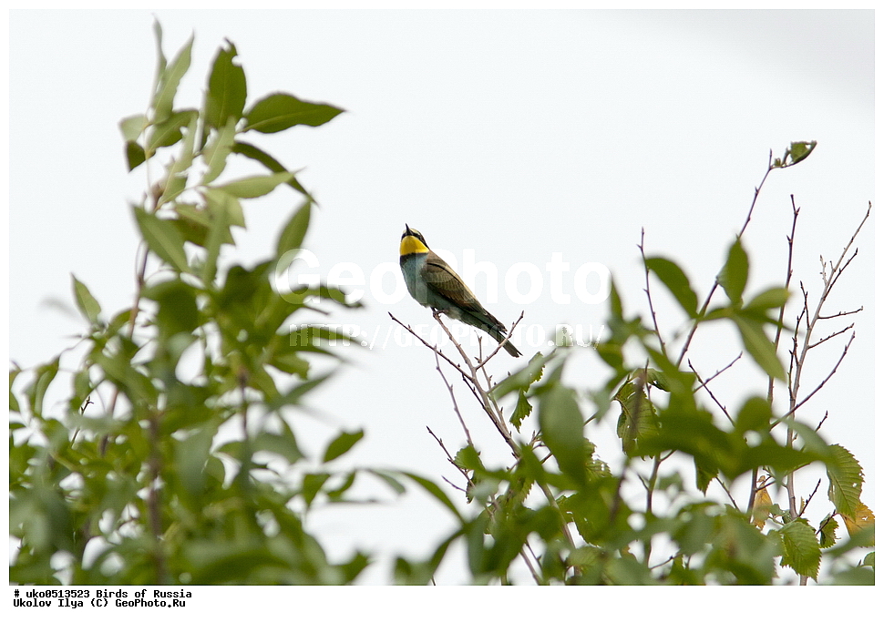 �����������, ���������� �������, ����������� ����� ������, ������, ��������, ��������, �����, �����, ��������, �����������, XYZ, ��������, Meropidae, ���������� �����, ���������, Merops apiaster