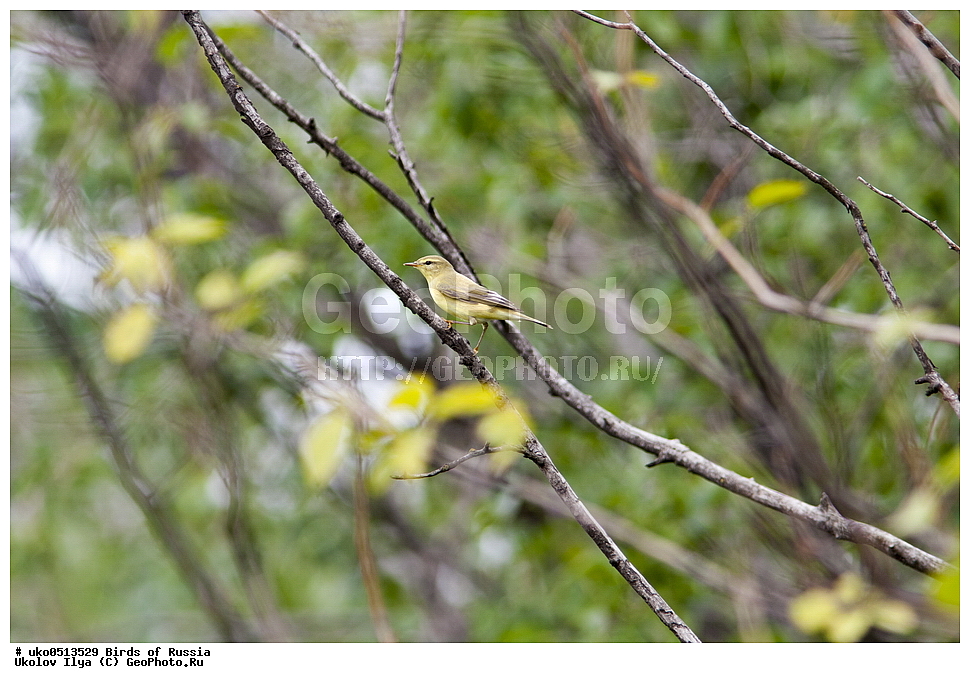 �����������, ���������� �������, ����������� ����� ������, ������, ��������, ��������, �����, �����, ��������, �����������, XYZ, ���������, Sylviidae, ����������, Phylloscopidae, �������-��������, Phylloscopus trochilus
