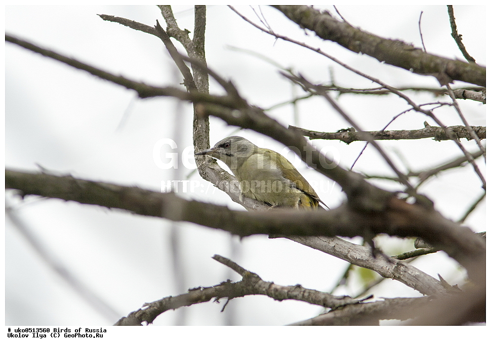 �����������, ���������� �������, ����������� ����� ������, ������, ��������, ��������, �����, �����, ��������, �����������, XYZ, ��������, �����, ��������� ��������, Picidae, ����� �����, ����� ������ �����, ����������� �����, Picus canus