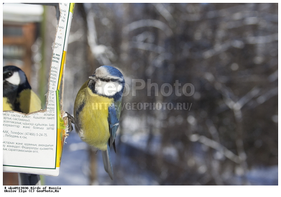 �����������, ���������� �������, ����������� ����� ������, ������, ��������, ��������, �����, �����, ��������, �����������, XYZ, ���������, Paridae, ������������ ���������, ������ ���������, ������� ���������, ���������, Cyanistes caeruleus, Parus caeruleus