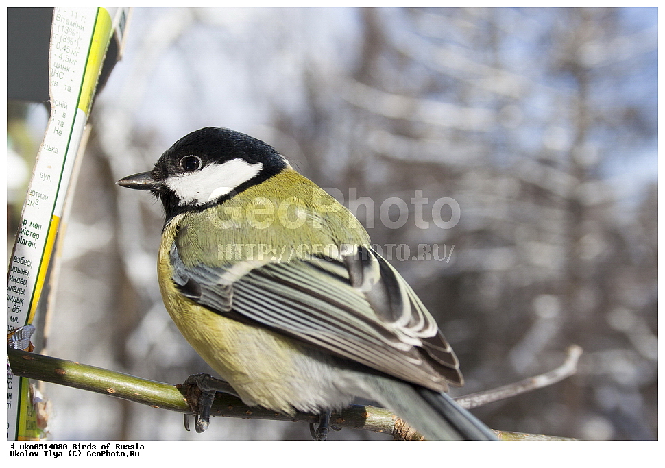 �����������, ���������� �������, ����������� ����� ������, ������, ��������, ��������, �����, �����, ��������, �����������, XYZ, ���������, Paridae, ������� ������, �������, Parus major