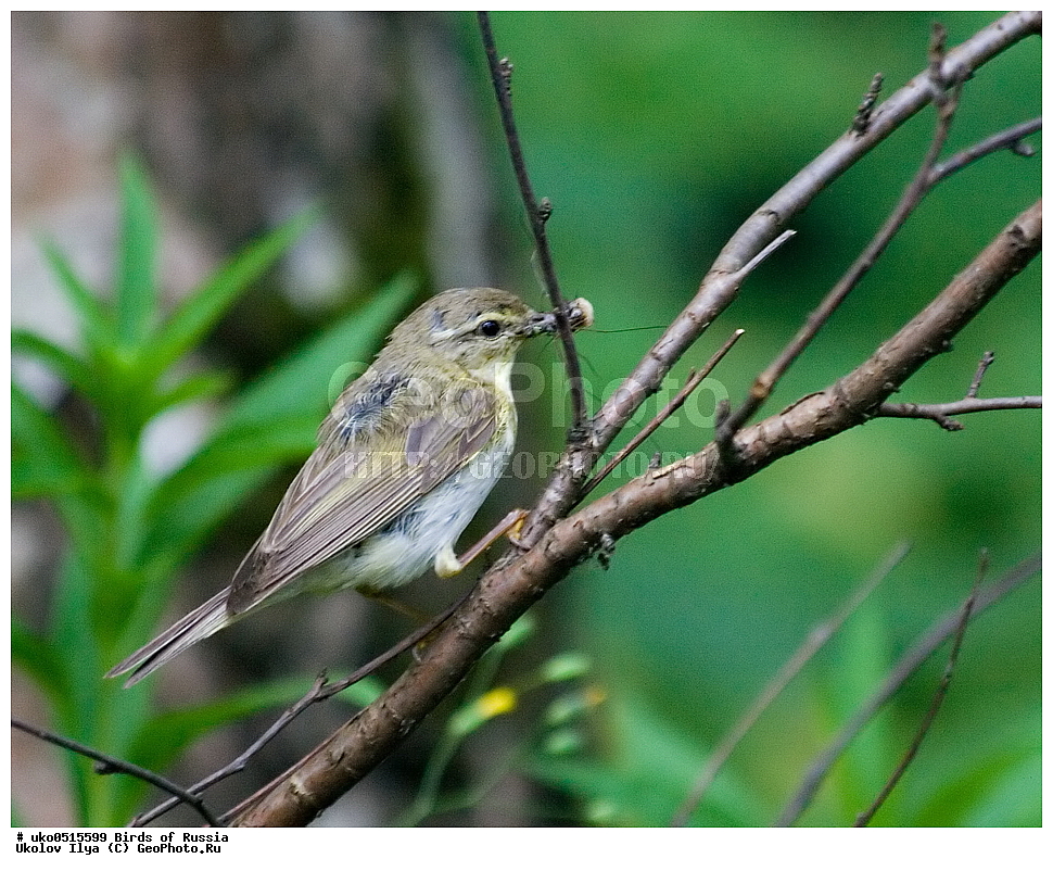 �����������, ���������� �������, ����������� ����� ������, ������, ��������, ��������, �����, �����, ��������, �����������, XYZ, ���������, Sylviidae, ����������, Phylloscopidae, �������-��������, Phylloscopus trochilus