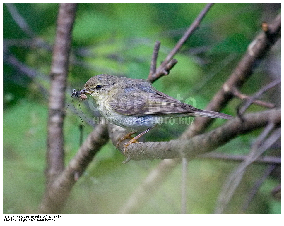 �����������, ���������� �������, ����������� ����� ������, ������, ��������, ��������, �����, �����, ��������, �����������, XYZ, ���������, Sylviidae, ����������, Phylloscopidae, �������-��������, Phylloscopus trochilus