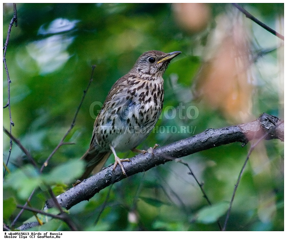 �����������, ���������� �������, ����������� ����� ������, ������, ��������, ��������, �����, �����, ��������, �����������, XYZ, ���������, Turdidae, ������ �����, Turdus philomelos