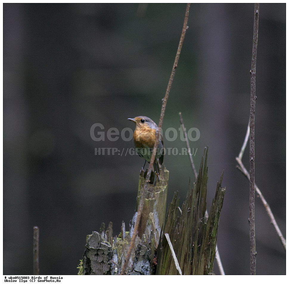 ������, ��������, ��������, �����, �����, ��������, �����������, XYZ, �������������, Troglodytidae, ���������, �����������, ������, Troglodytes troglodytes, Nannus troglodytes, ����������� ����� ������, �����������, ���������� �������