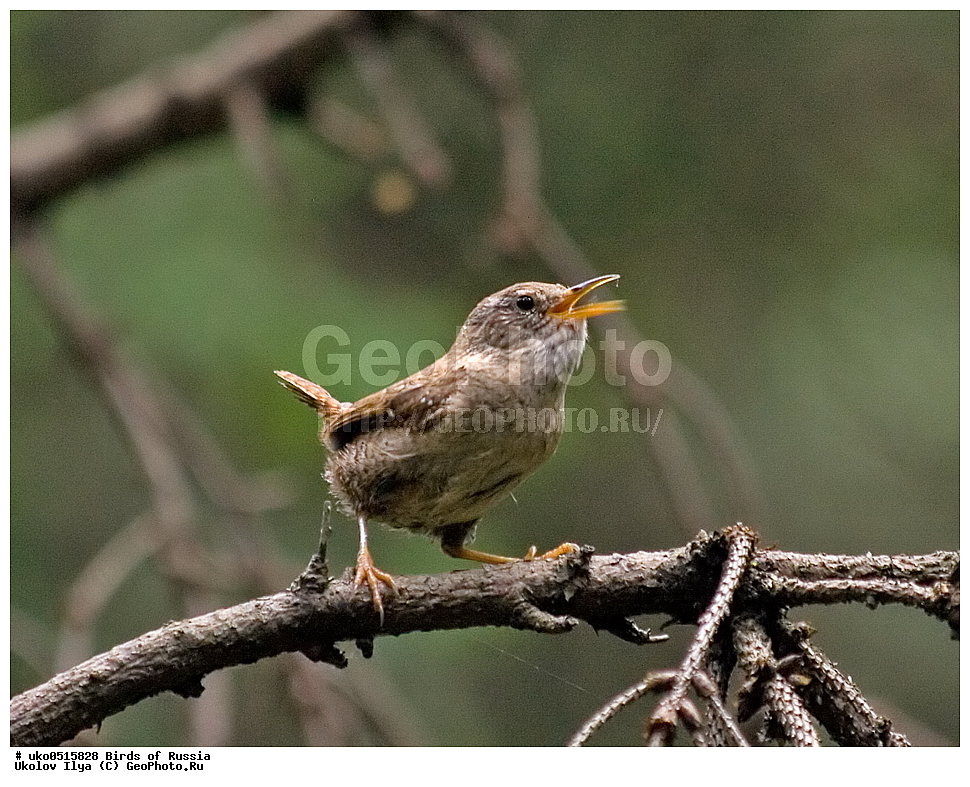 ������, ��������, ��������, �����, �����, ��������, �����������, XYZ, �������������, Troglodytidae, ���������, �����������, ������, Troglodytes troglodytes, Nannus troglodytes, ����������� ����� ������, �����������, ���������� �������