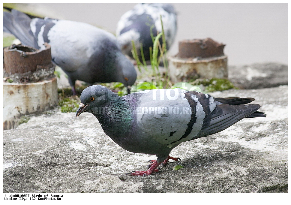 �����������, ���������� �������, ����������� ����� ������, ������, ��������, ��������, �����, �����, ��������, �����������, XYZ, ���������, Columbidae, ����� ������, (Columba livia