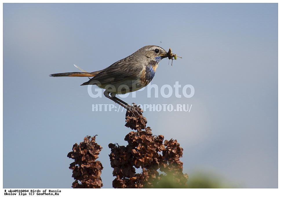 �����������, ���������� �������, ����������� ����� ������, ������, ��������, ��������, �����, �����, ��������, �����������, XYZ, ������������, Muscicapidae, ���������, Luscinia svecica