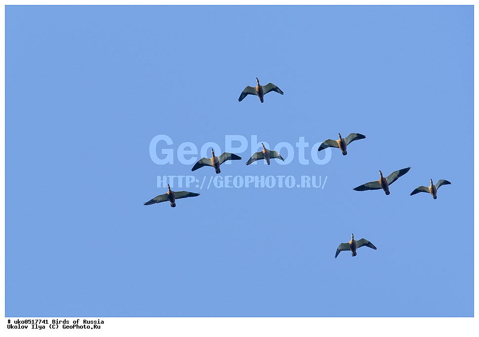 �����������, ���������� �������, ����������� ����� ������, ������, ��������, ��������, �����, �����, ��������, �����������, �����������������, ������������� �����, ������������� �����, XYZ, ������, Anatidae, �����, ������� ����, Tadorna ferruginea