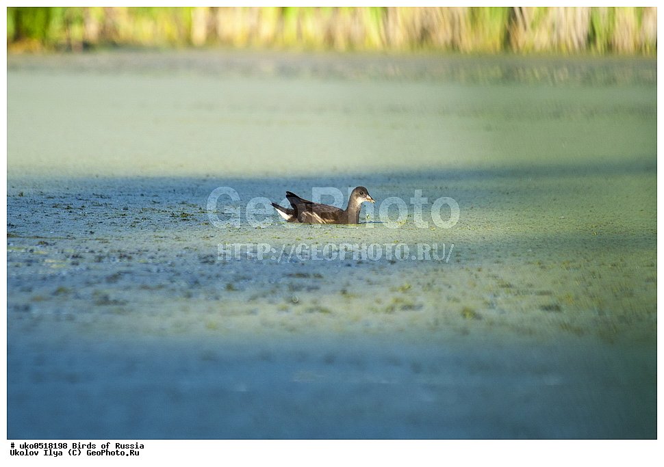 �����������, ���������� �������, ����������� ����� ������, ������, ��������, ��������, �����, �����, ��������, �����������, XYZ, �����������, Rallidae, ���������, �������� �������, ������� �������, �������� �������, Gallinula chloropus