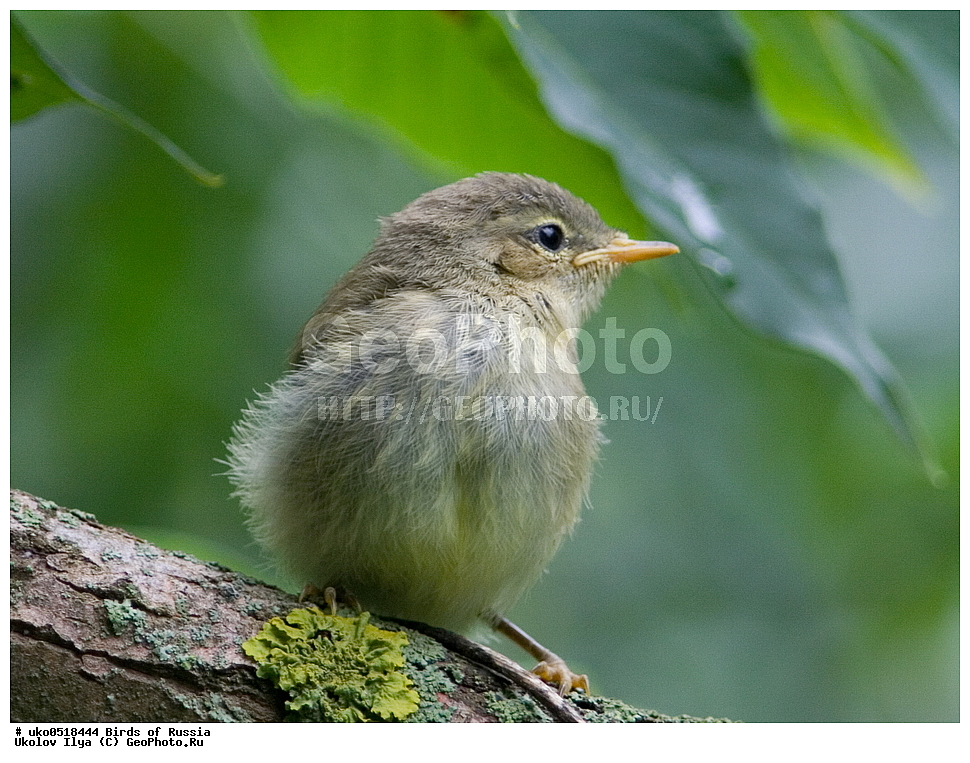 �����������, ���������� �������, ����������� ����� ������, ������, ��������, ��������, �����, �����, ��������, �����������, XYZ, ���������, Sylviidae, ����������, Phylloscopidae, �������-��������, Phylloscopus trochilus
