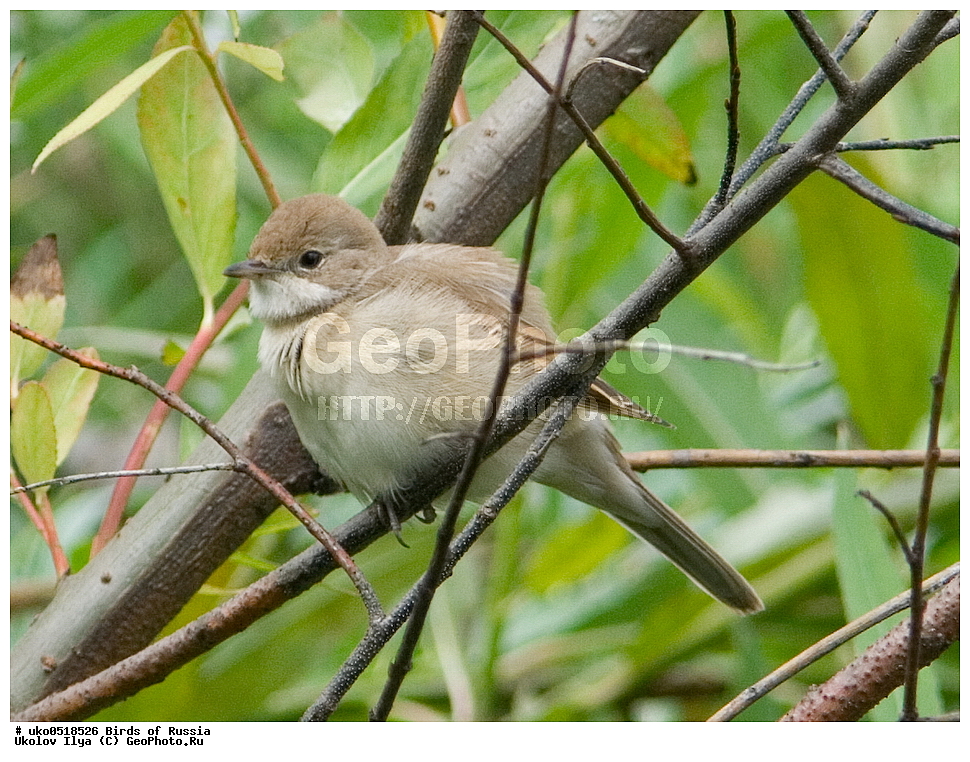 �����������, ���������� �������, ����������� ����� ������, ������, ��������, ��������, �����, �����, ��������, �����������, XYZ, ���������, Sylviidae, ����� ������, Sylvia communis