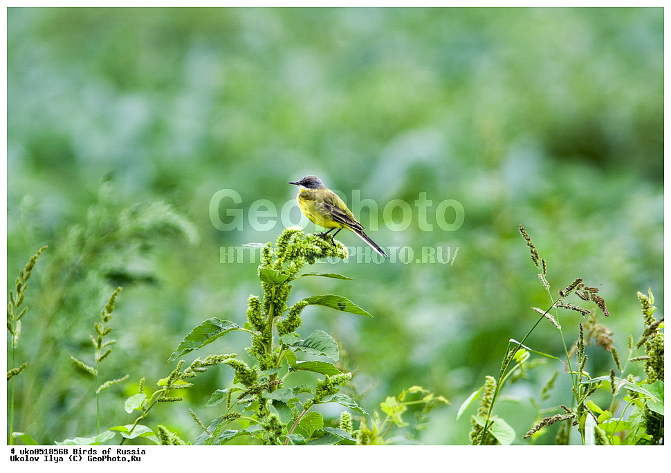 �����������, ���������� �������, ����������� ����� ������, ������, ��������, ��������, �����, �����, ��������, �����������, XYZ, �������������, Motacillidae, Ƹ���� ����������, ������ ����������, ������, Motacilla flava