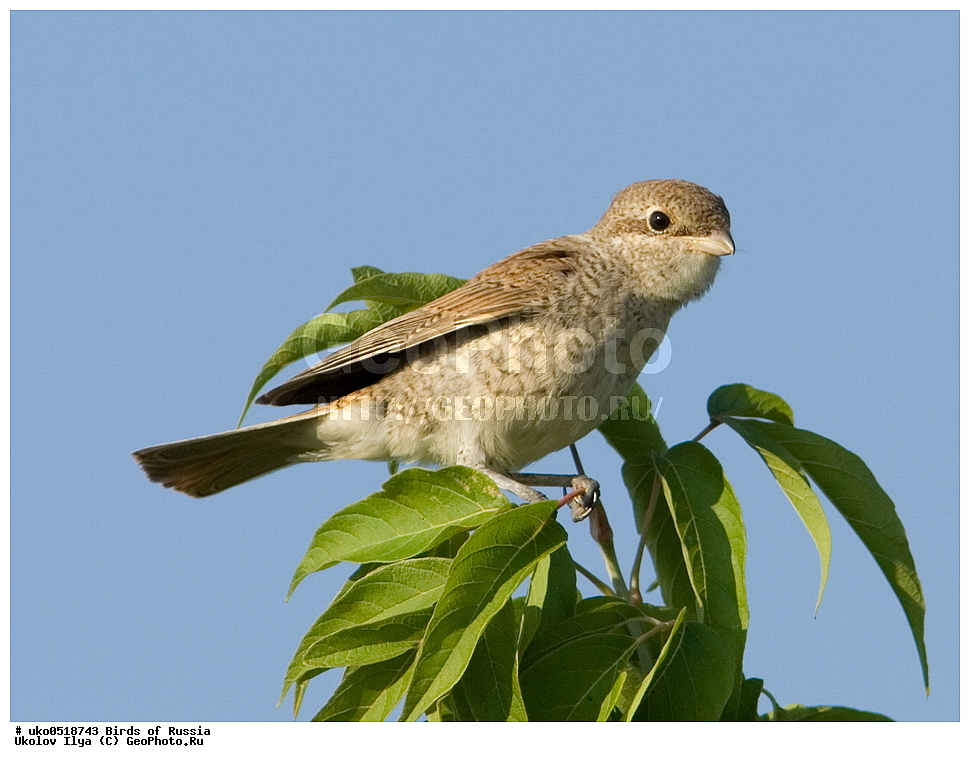 �����������, ���������� �������, ����������� ����� ������, ������, ��������, ��������, �����, �����, ��������, �����������, XYZ, �������������, Laniidae, ������������ �����, ���������-�����, ����������� �����, Lanius collurio