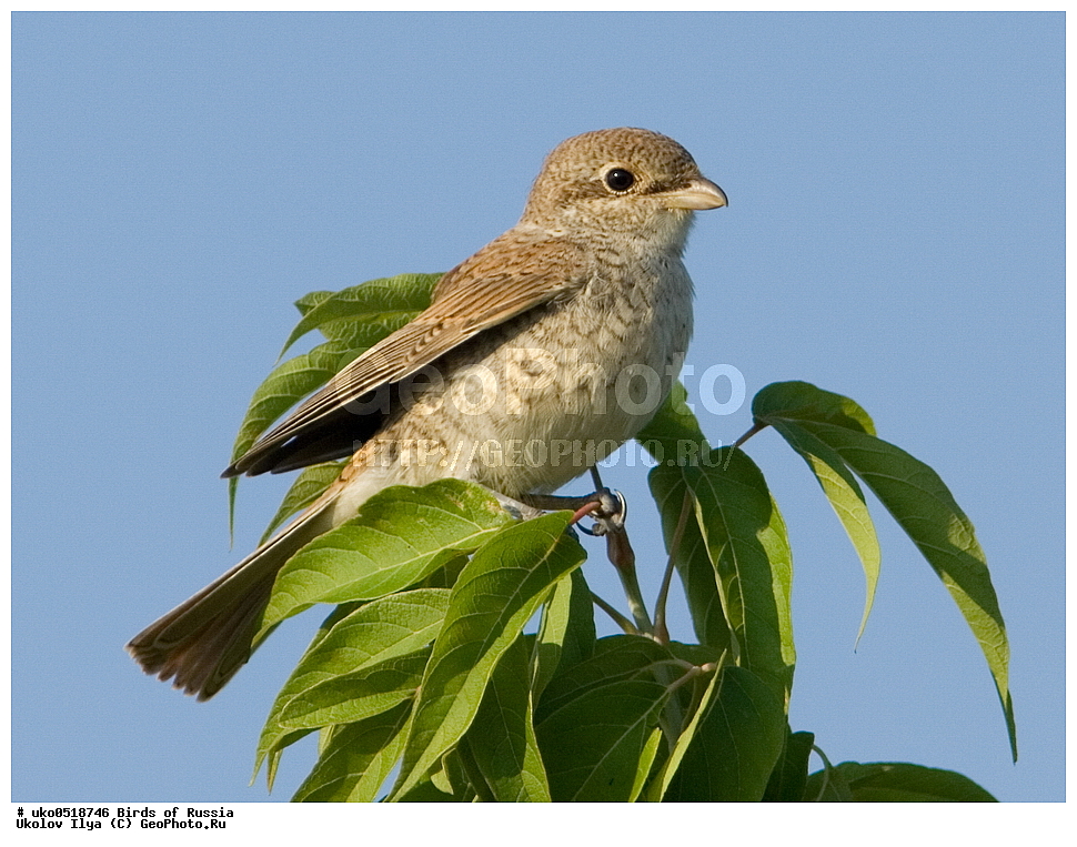 �����������, ���������� �������, ����������� ����� ������, ������, ��������, ��������, �����, �����, ��������, �����������, XYZ, �������������, Laniidae, ������������ �����, ���������-�����, ����������� �����, Lanius collurio