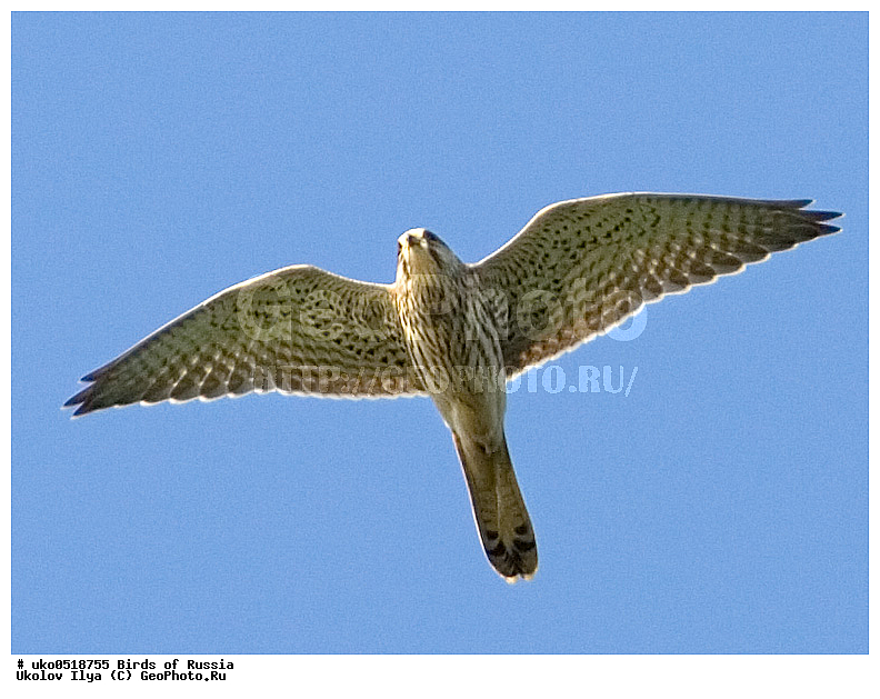 �����������, ���������� �������, ����������� ����� ������, ������, ��������, ��������, �����, �����, ��������, �����������, ������ �����, ������ �����, XYZ, ���������, Falconidae, ������������ ���������, Falco tinnunculus