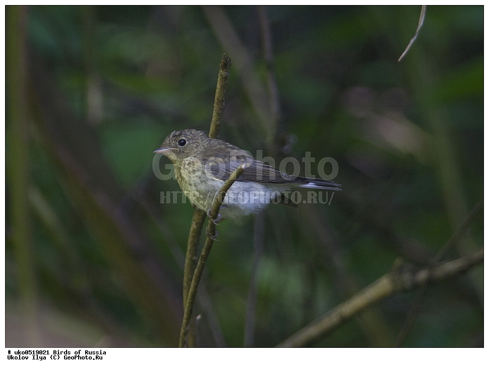 �����������, ���������� �������, ����������� ����� ������, ������, ��������, ��������, �����, �����, ��������, �����������, XYZ, ������������, Muscicapidae, ����� ���������, Ficedula parva