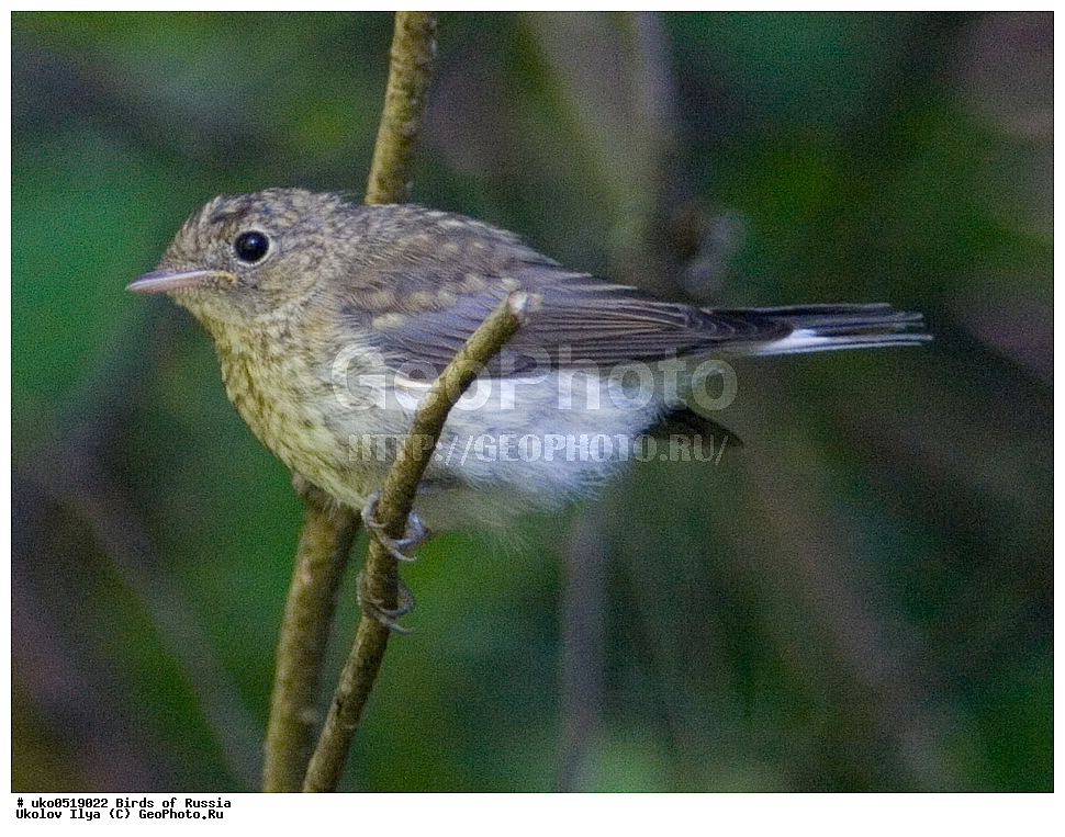 �����������, ���������� �������, ����������� ����� ������, ������, ��������, ��������, �����, �����, ��������, �����������, XYZ, ������������, Muscicapidae, ����� ���������, Ficedula parva