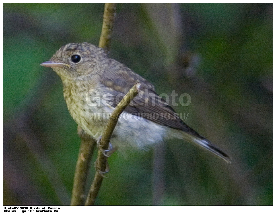 �����������, ���������� �������, ����������� ����� ������, ������, ��������, ��������, �����, �����, ��������, �����������, XYZ, ������������, Muscicapidae, ����� ���������, Ficedula parva