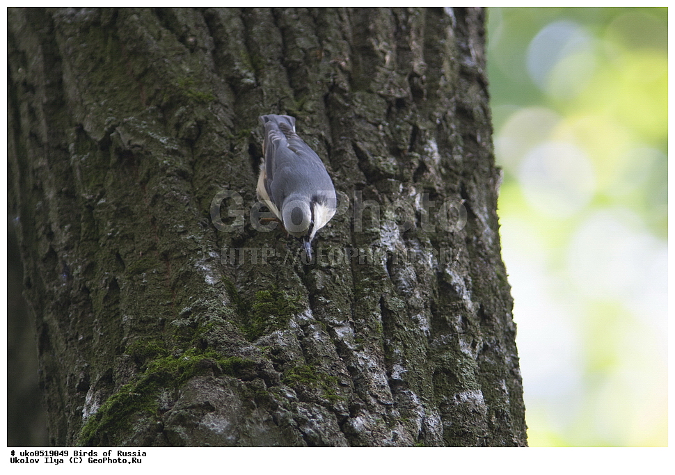 �����������, ���������� �������, ����������� ����� ������, ������, ��������, ��������, �����, �����, ��������, �����������, XYZ, �����������, Sittidae, ������������ ���������, �����, Sitta europaea