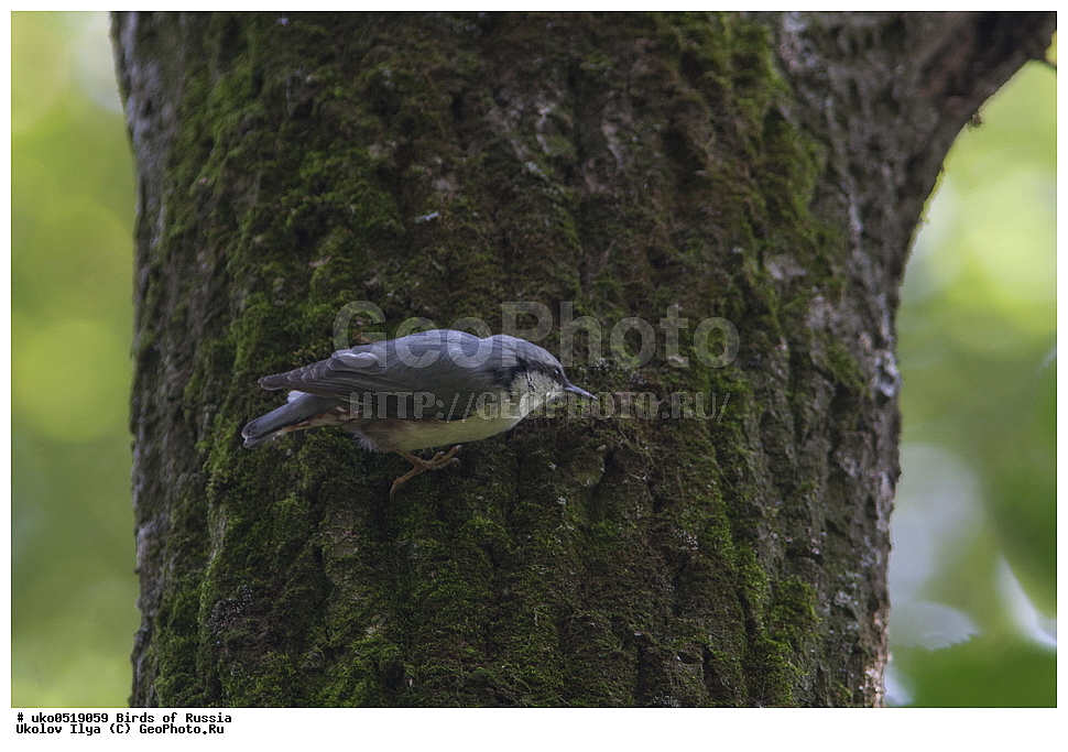 �����������, ���������� �������, ����������� ����� ������, ������, ��������, ��������, �����, �����, ��������, �����������, XYZ, �����������, Sittidae, ������������ ���������, �����, Sitta europaea