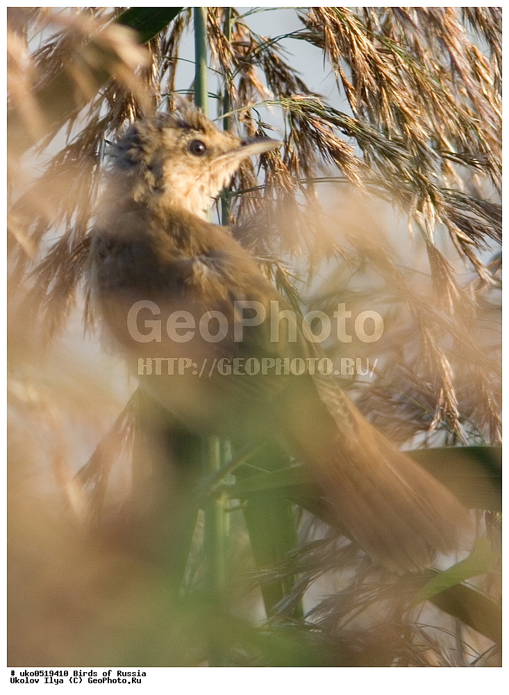 ����������� ����� ������, ������, ��������, ��������, �����, �����, ��������, �����������, XYZ, ���������, Sylviidae, ������������ ���������, ������������ ���������, ������������ ���������, Acrocephalus arundinaceus, �����������, ���������� �������
