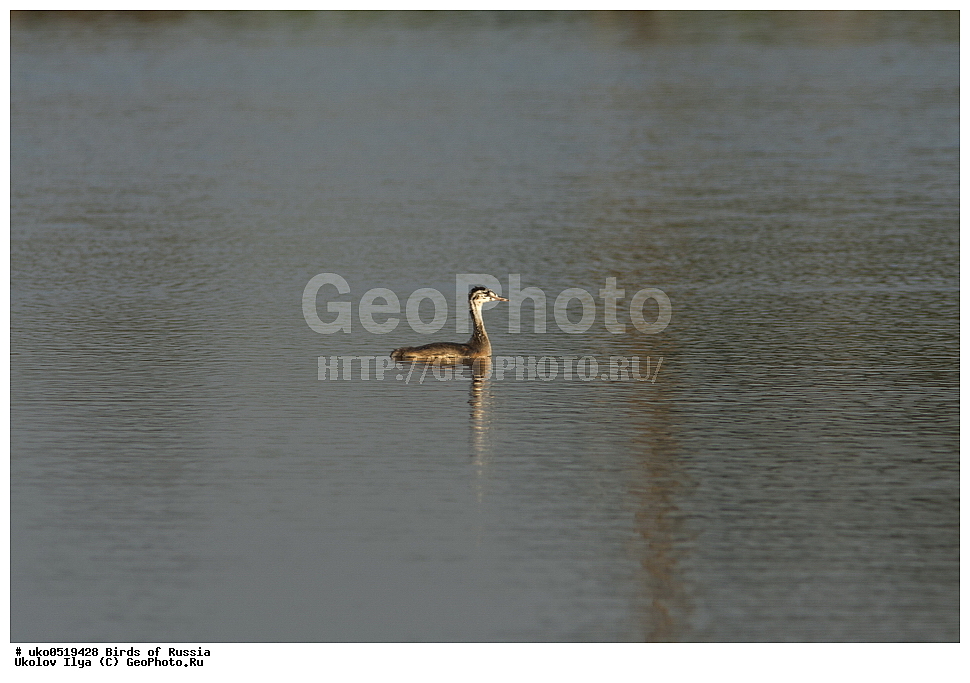  �����������, ���������� �������, ����������� ����� ������, ������, ��������, ��������, �����, �����, ��������, �����������, ������� �����, ������� �����, XYZ, ����������, Podicipedidae, ������� �������, �����, Podiceps cristatus