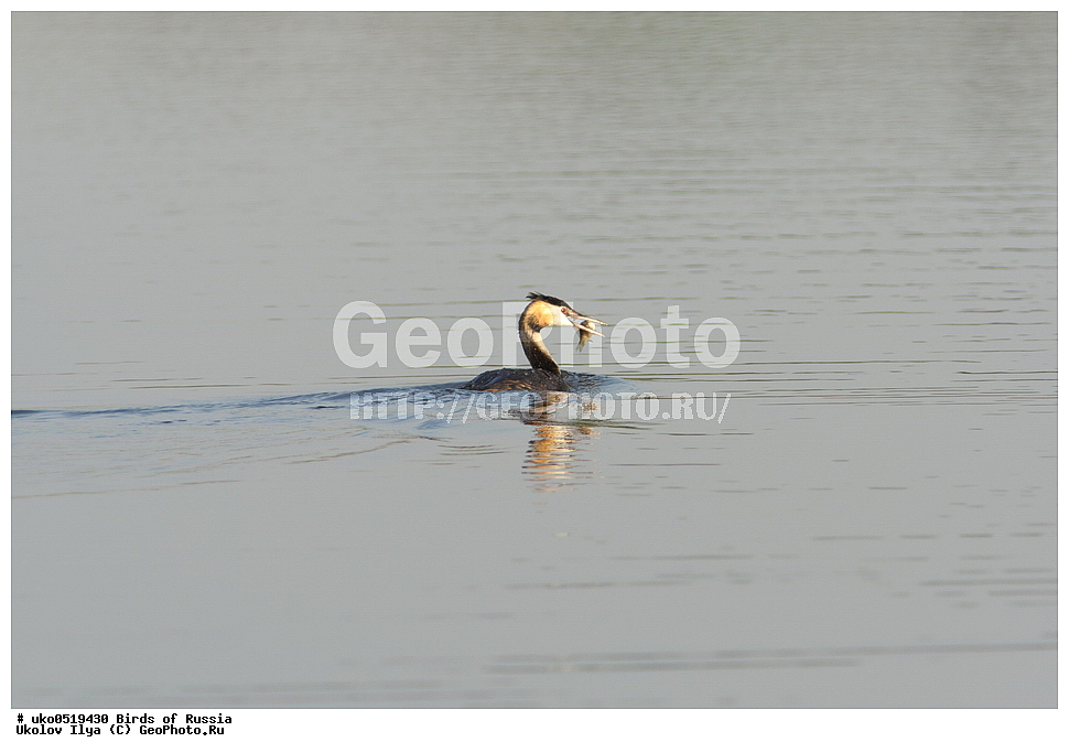  �����������, ���������� �������, ����������� ����� ������, ������, ��������, ��������, �����, �����, ��������, �����������, ������� �����, ������� �����, XYZ, ����������, Podicipedidae, ������� �������, �����, Podiceps cristatus