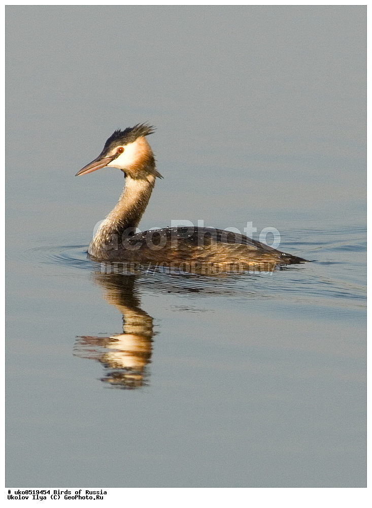  �����������, ���������� �������, ����������� ����� ������, ������, ��������, ��������, �����, �����, ��������, �����������, ������� �����, ������� �����, XYZ, ����������, Podicipedidae, ������� �������, �����, Podiceps cristatus