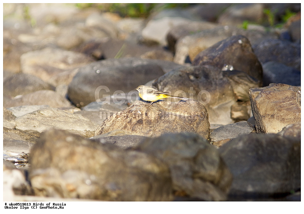 ����������� ����� ������, ������, ��������, ��������, �����, �����, ��������, �����������, XYZ, �������������, Motacillidae, ������ ����������, Motacilla cinerea