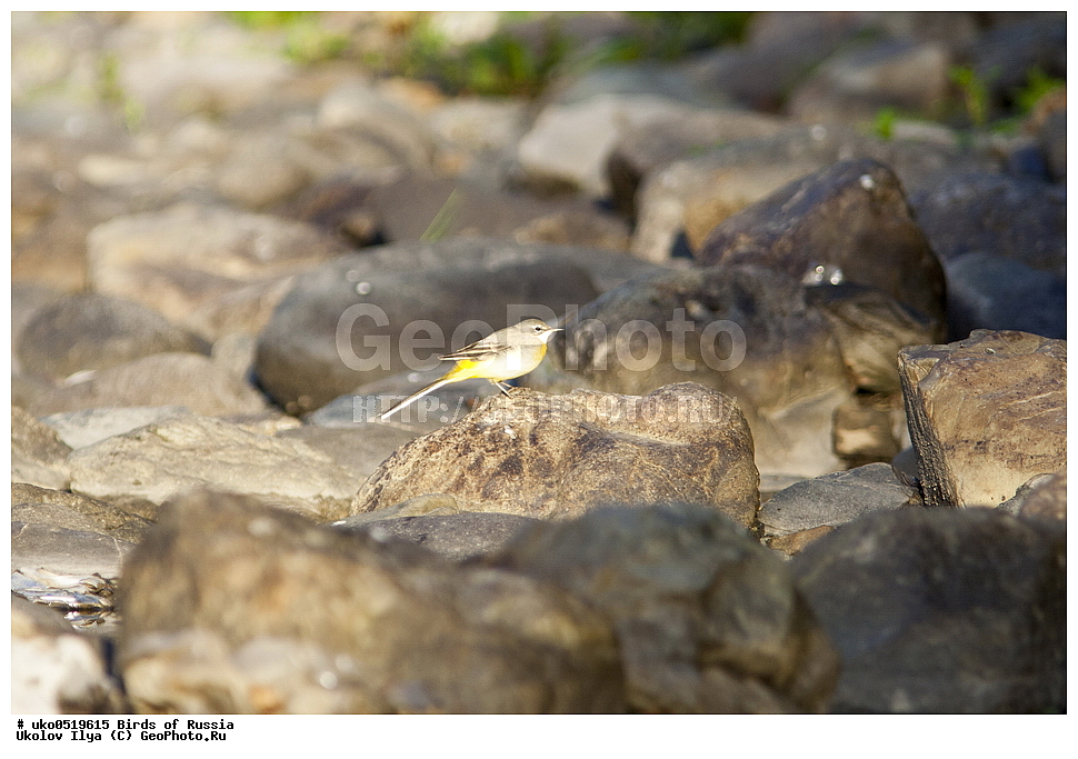 ����������� ����� ������, ������, ��������, ��������, �����, �����, ��������, �����������, XYZ, �������������, Motacillidae, ������ ����������, Motacilla cinerea