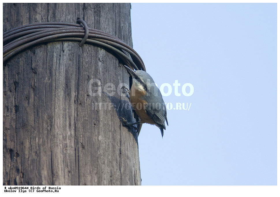 �����������, ���������� �������, ����������� ����� ������, ������, ��������, ��������, �����, �����, ��������, �����������, XYZ, �����������, Sittidae, ������������ ���������, �����, Sitta europaea