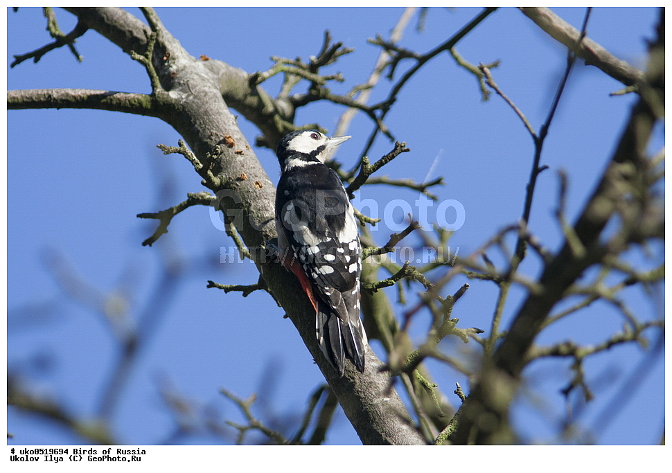 �����������, ���������� �������, ����������� ����� ������, ������, ��������, ��������, �����, �����, ��������, �����������, XYZ, ��������, �����, ��������� ��������, Picidae, ������� ������ �����, ϸ����� �����, ������� ������� �����, ������� �����, Dendrocopos major
